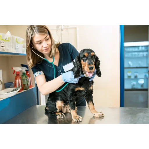 Pet Care